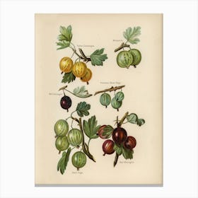 Vintage Illustration Of Gooseberry, John Wright Canvas Print