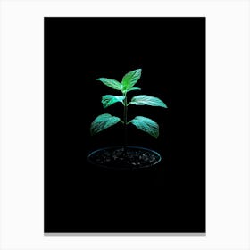 Green Plant On A Black Background 2 Canvas Print