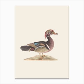 Wood Duck Canvas Print