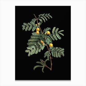 Vintage Sweet Acacia Botanical Illustration on Solid Black n.0778 Canvas Print