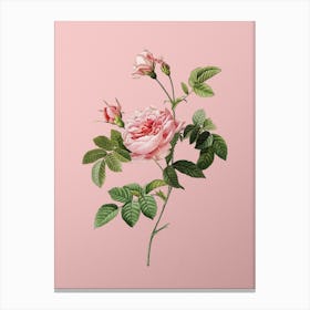 Vintage Pink Rose Turbine Botanical on Soft Pink Canvas Print