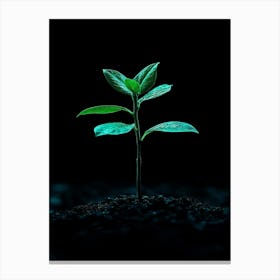 Small Green Plant On Black Background 3 Canvas Print