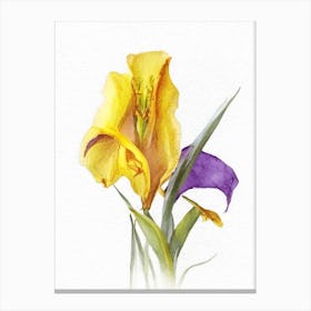 Yellow Flag Iris Wildflower Watercolour 1 Canvas Print