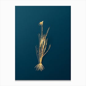 Vintage Narrow leaf Blue eyed grass Botanical in Gold on Teal Blue n.0273 Canvas Print