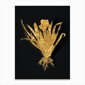 Vintage Crimean Iris Botanical in Gold on Black n.0388 Canvas Print