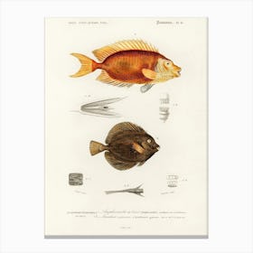 Different Types Of Fishes, Charles Dessalines D'Orbigny 1 Canvas Print