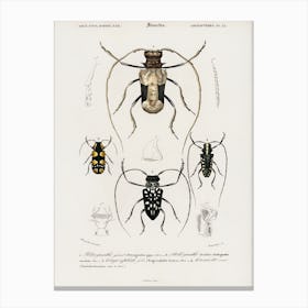 Different Types Of Beetles, Charles Dessalines D'Orbigny 6 Canvas Print