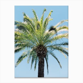 Exotic Palm Tree Canvas Print