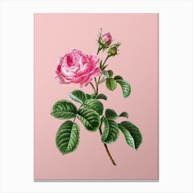 Vintage Provence Rose Botanical on Soft Pink n.0540 Canvas Print