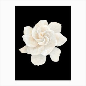 White Magnolia Flower Canvas Print