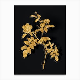 Vintage Pink Alpine Rose Botanical in Gold on Black n.0550 Canvas Print