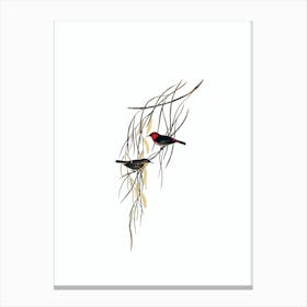 Vintage Scarlet Myzomela Honeyeater Bird Illustration on Pure White Canvas Print
