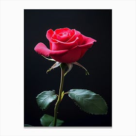 Red Rose Isolated On Black Background 3 Canvas Print