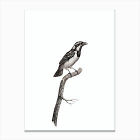 Vintage Black Throated Sparrow Bird Illustration on Pure White Canvas Print