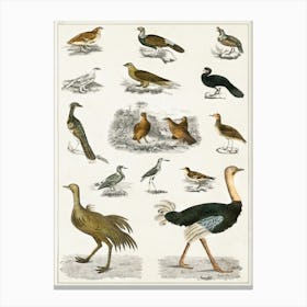 Collection Of Various Birds, Oliver Goldsmith    Canvas Print