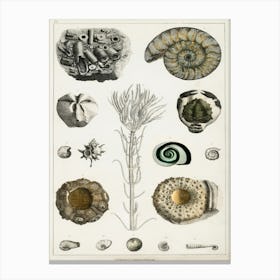 Collection Of Various Fossils, Oliver Goldsmith Canvas Print