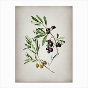 Vintage Olive Botanical on Parchment n.0586 Canvas Print