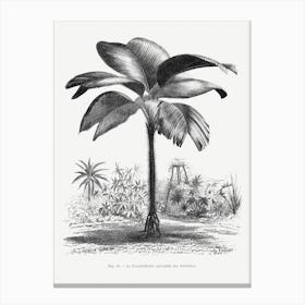 Vintage Palm Tree Art Print _2643185 Canvas Print