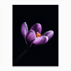 Crocus Flower On Black Background Canvas Print