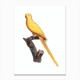 Vintage Lutino Parakeet Bird Illustration on Pure White Canvas Print