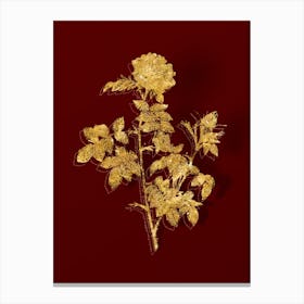 Vintage Pink Rosebush Botanical in Gold on Red n.0437 Canvas Print