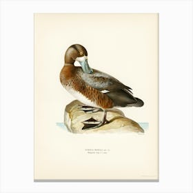 Greate Scaup, Scaup Male (Nyroca Marila), The Von Wright Brothers Canvas Print