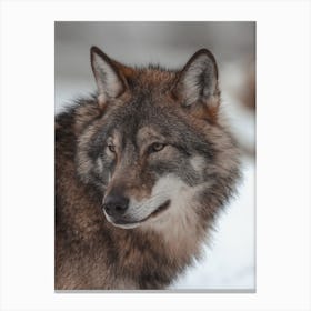 Brown Wolf Canvas Print