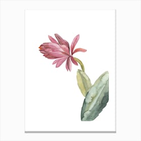 Botanical Illustration Pink Cactus Flower Canvas Print