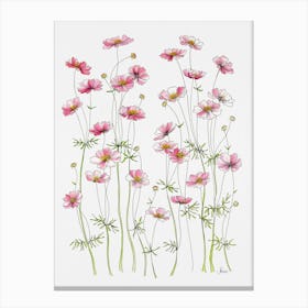 Pink Cosmos Flowers Canvas Print