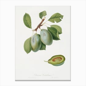 Plum (Prunus Catalanica) From Pomona Italiana (1817 1839), Giorgio Gallesio Canvas Print