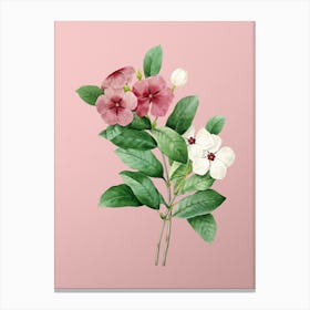 Vintage Periwinkle Botanical on Soft Pink Canvas Print