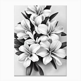Freesia B&W Pencil 1 Flower Canvas Print