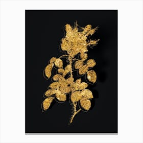 Vintage Four Seasons Rose in Bloom Botanical in Gold on Black n.0143 Canvas Print