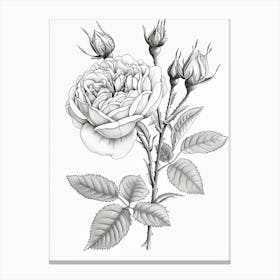 Roses Sketch 44 Canvas Print