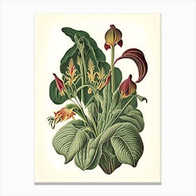 Wild Ginger Wildflower Vintage Botanical Canvas Print