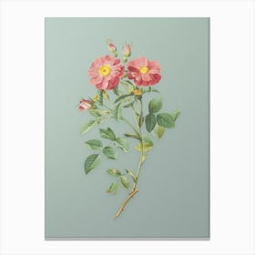 Vintage Queen Elizabeth's Sweetbriar Rose Botanical Art on Mint Green Canvas Print