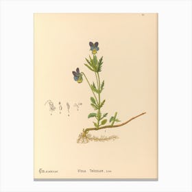 Viola Thyme Canvas Print