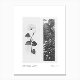 Morning Glory Botanical Collage 1 Canvas Print