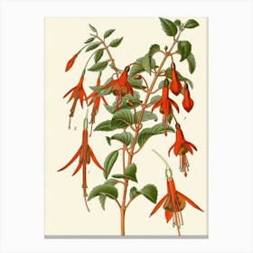 Fuchsia 8 Canvas Print