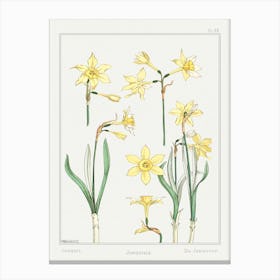 Jonquil Or Jonquil From The Plant And Its Ornamental Applications (1896), Maurice Pillard Verneuil Canvas Print