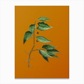 Vintage European Nettle Tree Botanical on Sunset Orange n.0398 Canvas Print