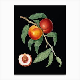 Vintage Walnut Botanical Illustration on Solid Black n.0538 Canvas Print