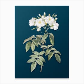 Vintage Musk Rose Botanical Art on Teal Blue n.0658 Canvas Print