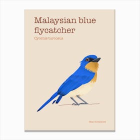 Malaysian blue flycatcher poster Canvas Print