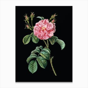 Vintage Pink Wild Rose Botanical Illustration on Solid Black Canvas Print