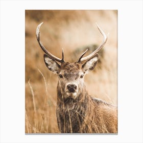 Mule Deer Scenery Canvas Print