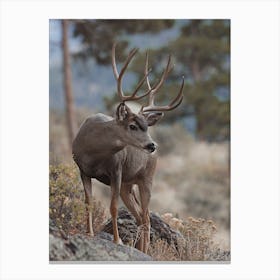 Arizona Mule Deer Scenery Canvas Print