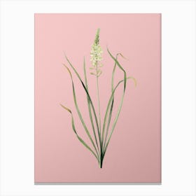 Vintage Wild Asparagus Botanical on Soft Pink n.0313 Canvas Print