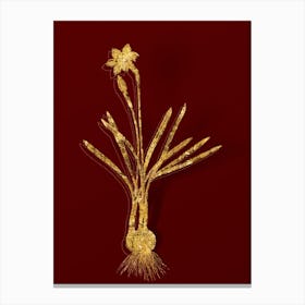 Vintage Narcissus Gouani Botanical in Gold on Red Canvas Print