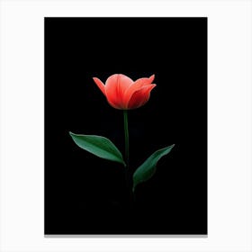 Single Red Tulip On Black Background 1 Canvas Print